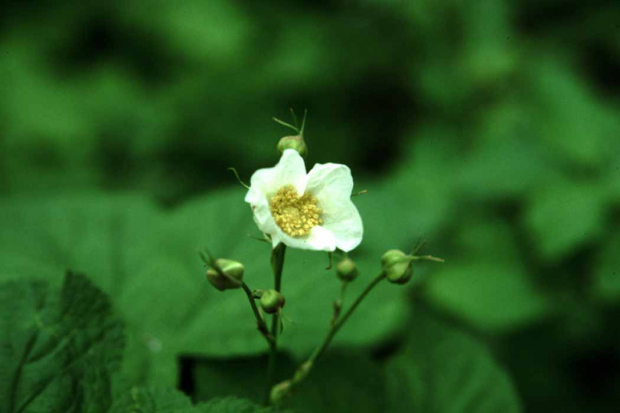 thimbleberry (Rubus parviflorus)
 